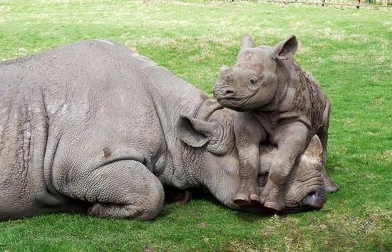 baby, rhino, mom, rhino,black, western rhino, extinct, sad, grass, field, india, newport beach, 92660